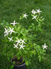 Azoricum-Star jasmine