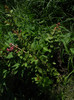 lagerstroemia cu boboci