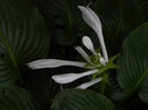 hosta