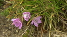 IMGA0396