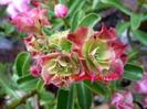 adenium triple green -poza net