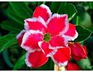 adenium double Santa-poza net