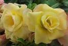 adenium yellow sweet-poza net