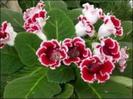 gloxinia