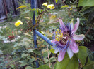 passiflora alatocaerulea