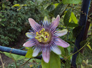 passiflora alatocaerulea