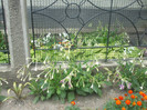 DSCF0908