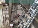 DSCF0929