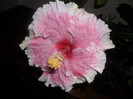 Hibiscus Baby Girl