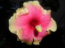 Hibiscus June's Dragon