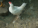 DSCF0937