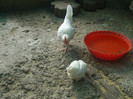 DSCF0938