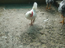DSCF0939