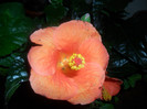 Hibiscus Viky Orange