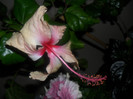 Hibiscus Rowenas Weeding
