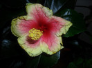 Hibiscus Oberon