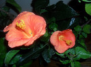 Hibiscus Viky Orange