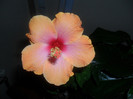 Hibiscus Passion
