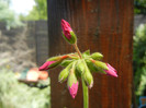 Cyclamen Lia Geranium (2012, Aug.14)