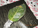 frunze gloxinie grena