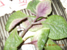 clopotel