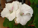 DSC00885