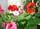 DSC00899