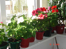 DSC00900