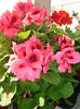 DSC00902