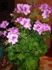 DSC00903