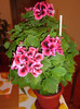 DSC00904
