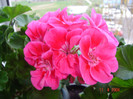 DSC00913