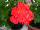 DSC00914