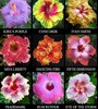 Hibiscus-Tropical