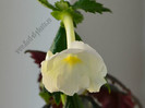 xAchimenantha Aries