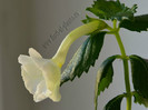 xAchimenantha Aries