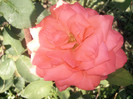 sultane