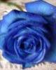 images (5)