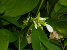 DSCN7924