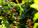 DSCN7935
