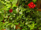 DSCN7939