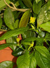 DSCN7941