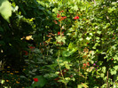 DSCN7948