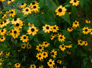 DSCN7959