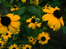 DSCN7960