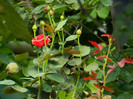 DSCN7962