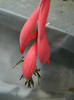 DSCN7963