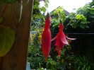 DSCN7971