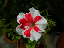 DSCN7979