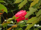 DSCN7995